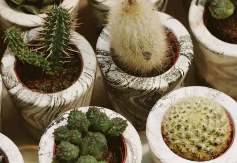 Easy Cacti for Beginners