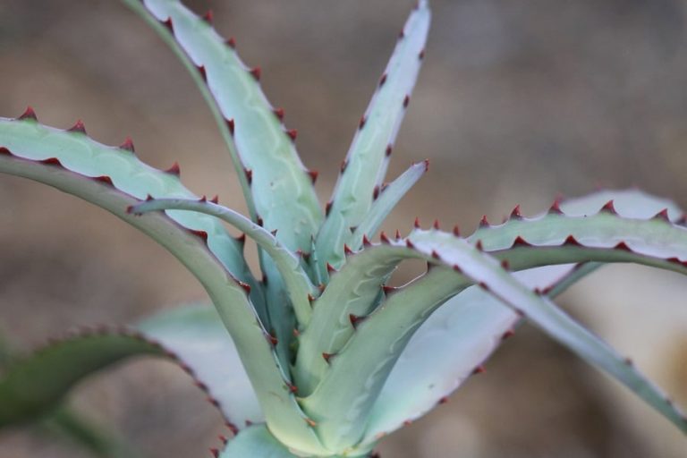 Aloe Divaricata: Care And Propagation Guide