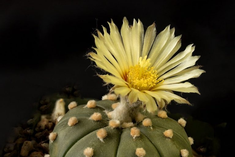 Astrophytum Asterias Nudum: Care And Propagation Guide