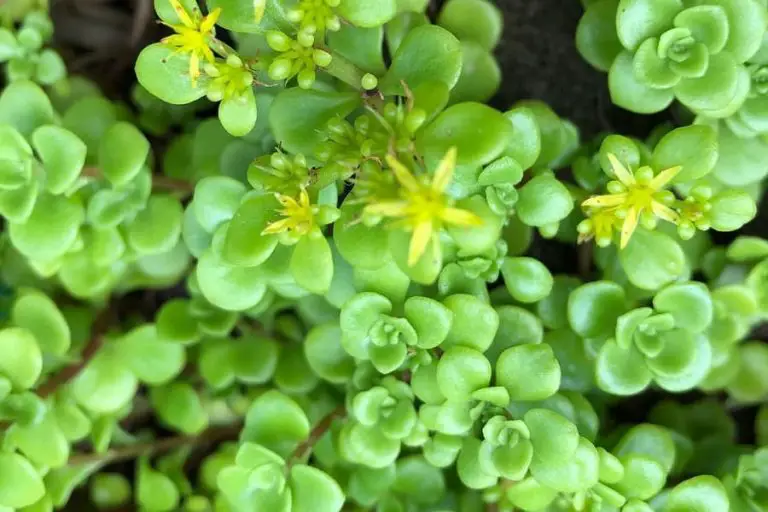 Sedum Makinoi Limelight: Care And Propagation Guide