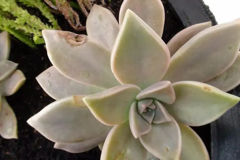 Succulent Pests: What Eats Succulent Leaves?