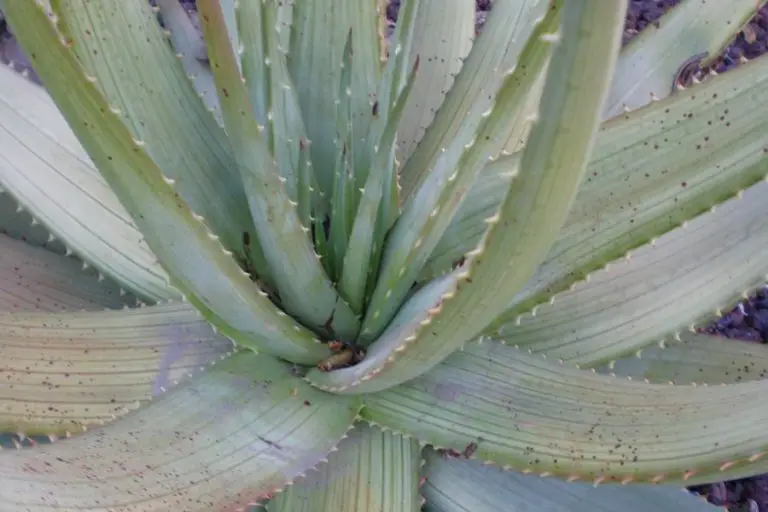 Aloe Gariepensis: Care And Propagation Guide