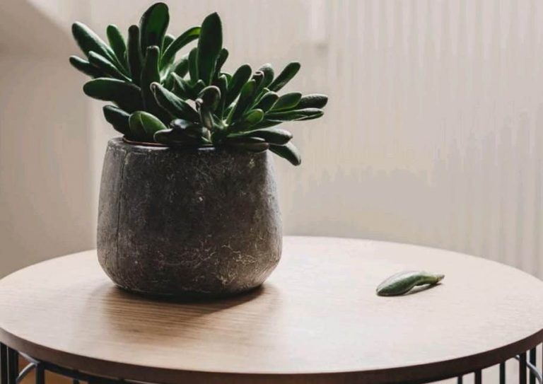 Top  Low-Light Succulents And Cacti