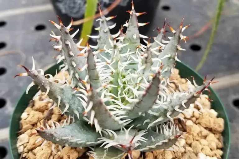 Aloe Erinacea: Care And Propagation Guide