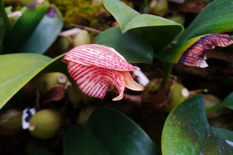 30 Types of Bulbophyllum Orchids [With Pictures]