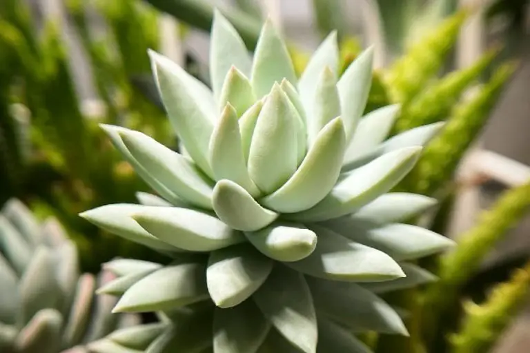 Sedeveria Harry Butterfield: Care And Propagation Guide