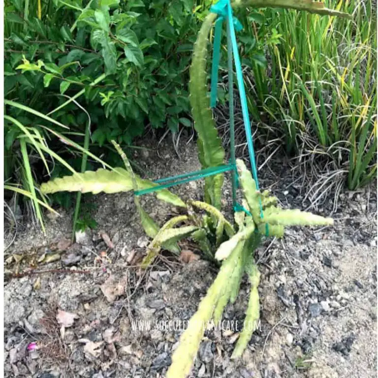 Epiphyllum Oxypetalum ‘Queen Of The Night’ Care Guide