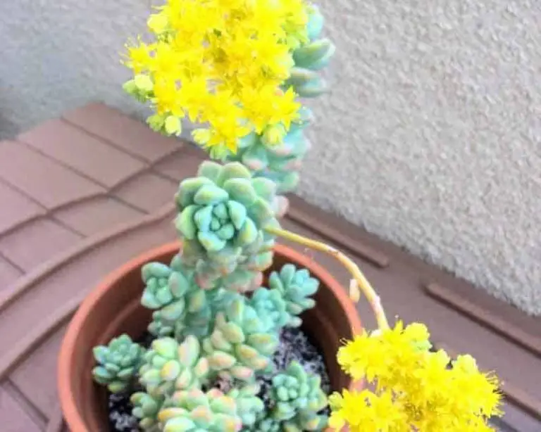 How, Why, When And What To Do With Flowering Succulents
