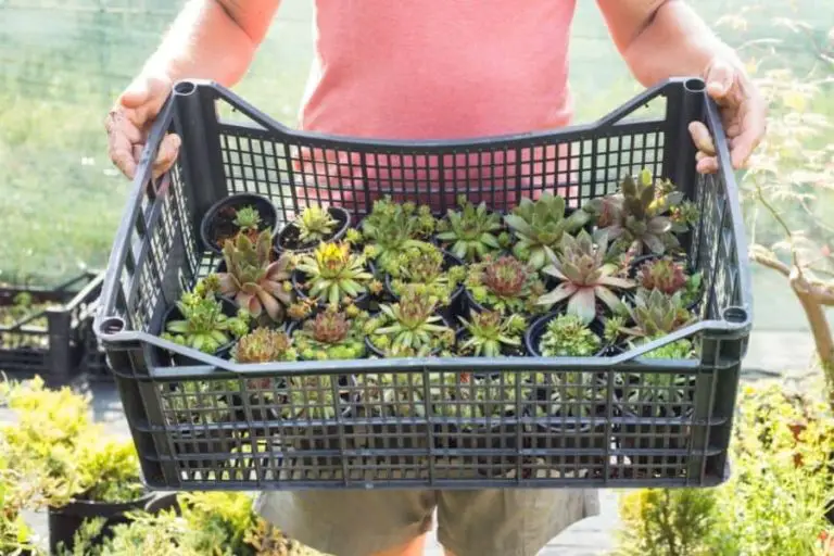 How to Ship Succulents Safely And Securely