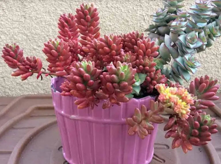 Sedum Rubrotinctum Aurora-Pink Jelly Beans Care, Propagation