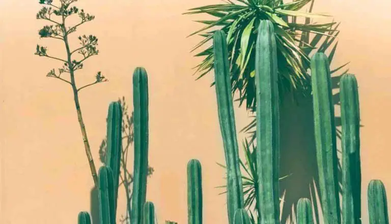 Top  Cacti And Succulents for Full Sun