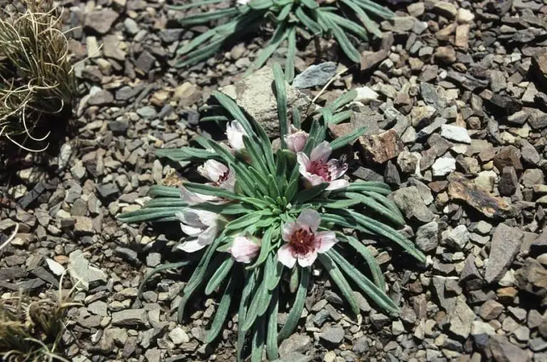 24 Types of Calandrinia Plants [With Pictures]