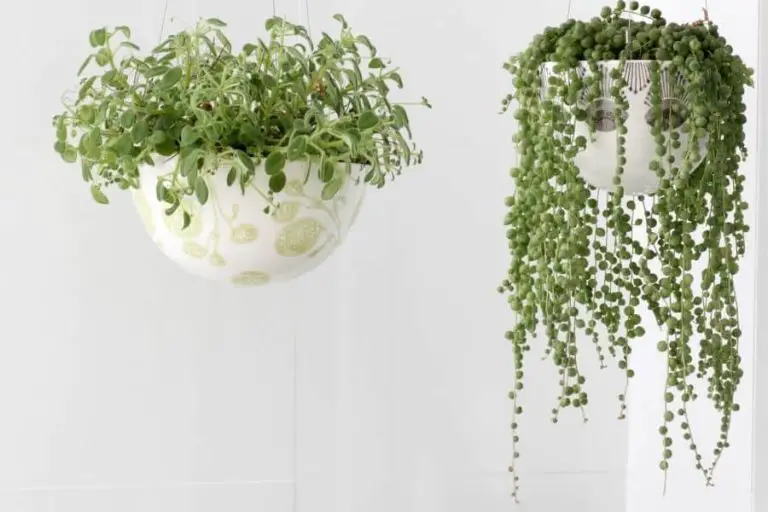 23 Types of Hanging Succulent Plants