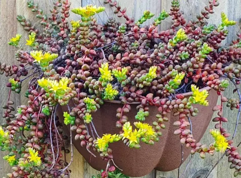 Sedum Stahlii: Care And Propagation Guide