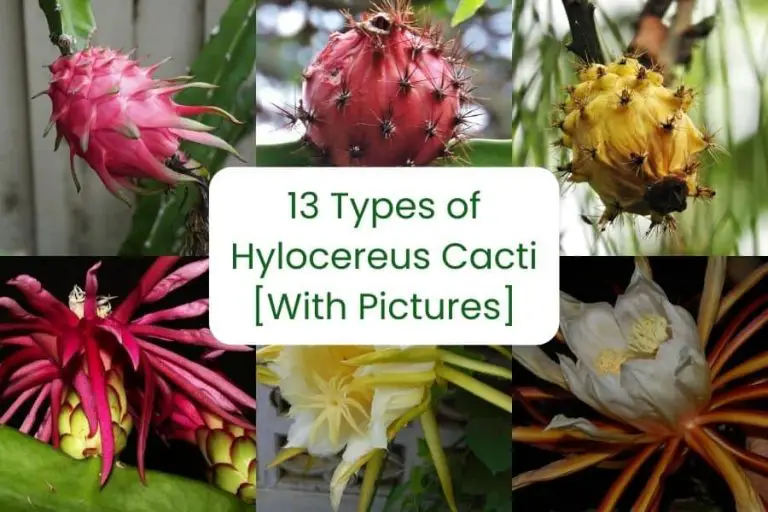 13 Types Of Hylocereus Cacti [With Pictures]