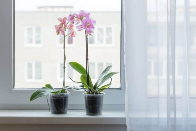 Are Orchids Succulents? 5 Interesting Similarities And Differences