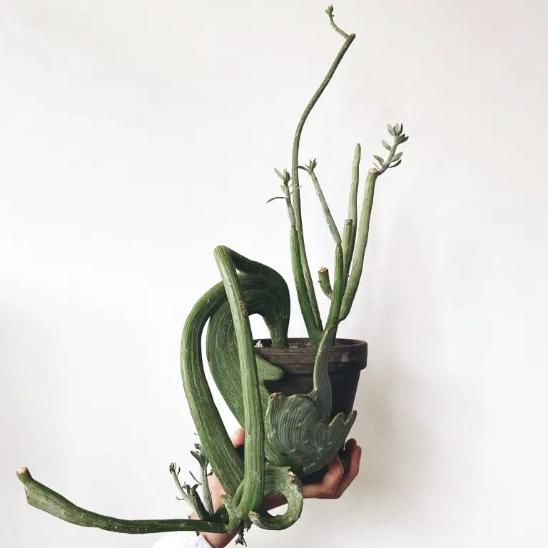 Senecio Anteuphorbium: Care And Propagation Guide