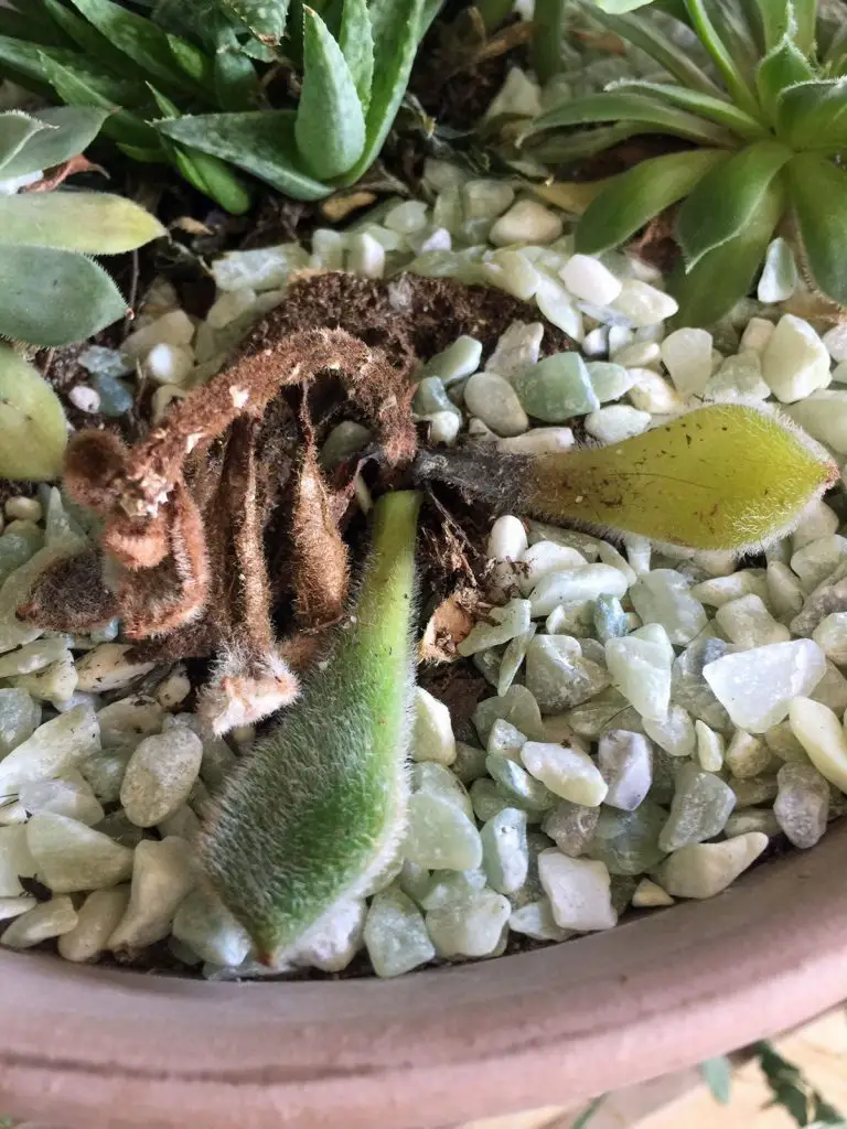 This is How To Save A Rotting Succulent