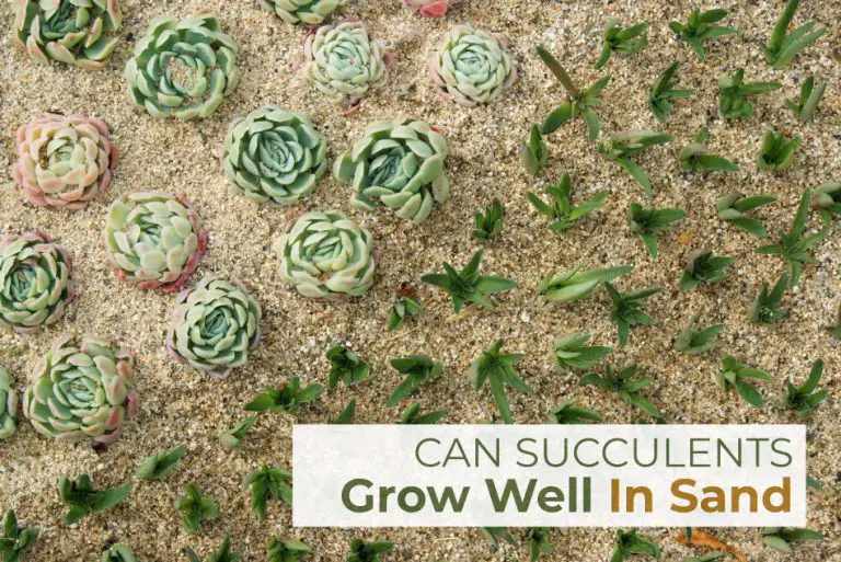Can Succulents Grow in Sand?