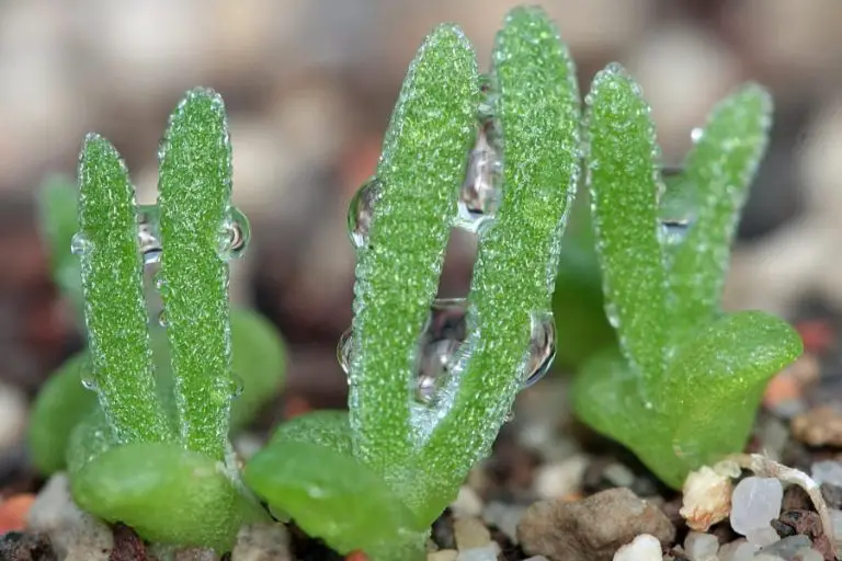 16 Types of Monilaria: Bunny Succulents