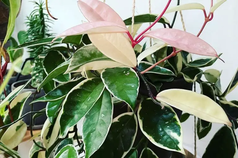 Crimson Hoya: Care And Propagation Guide