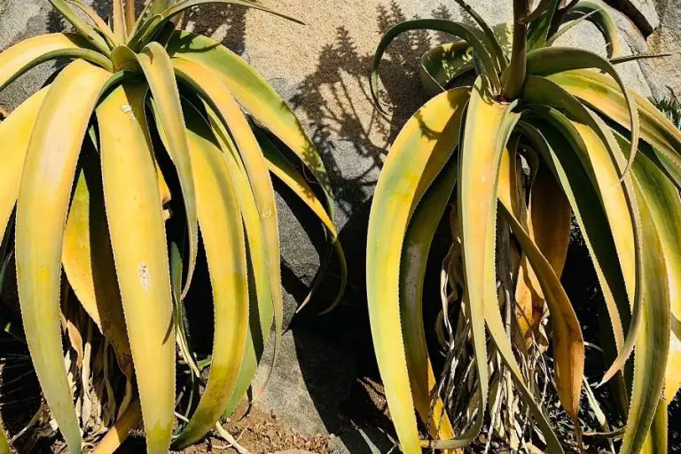 Aloe Sabaea: Care And Propagation Guide