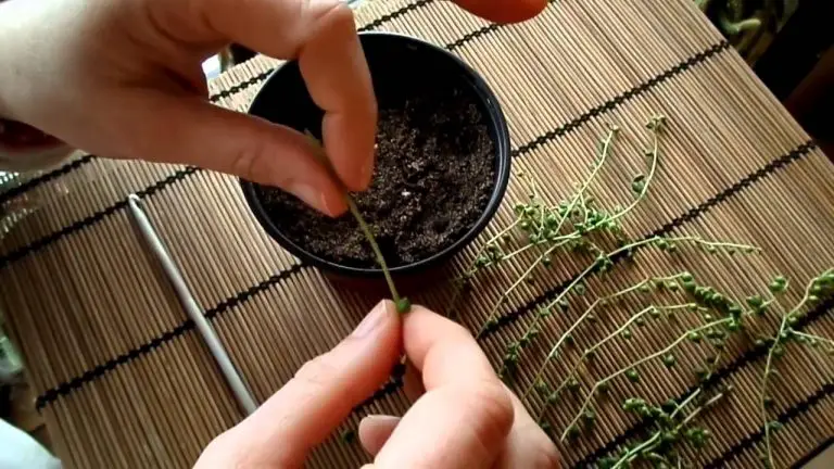 String of Pearls Plant-Senecio Rowleyanus Care And Propagation