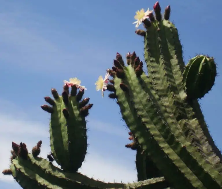 Creeping Cereus: Care And Propagation Guide