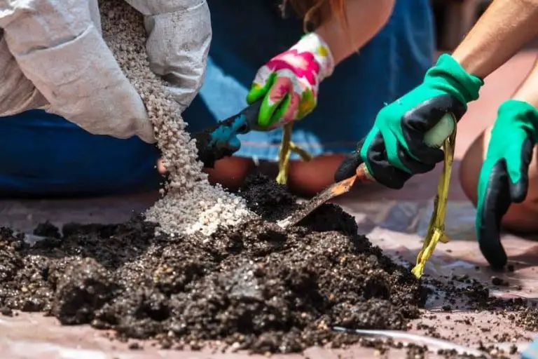 How to Make Succulent Soil [3 Easy Recipes]