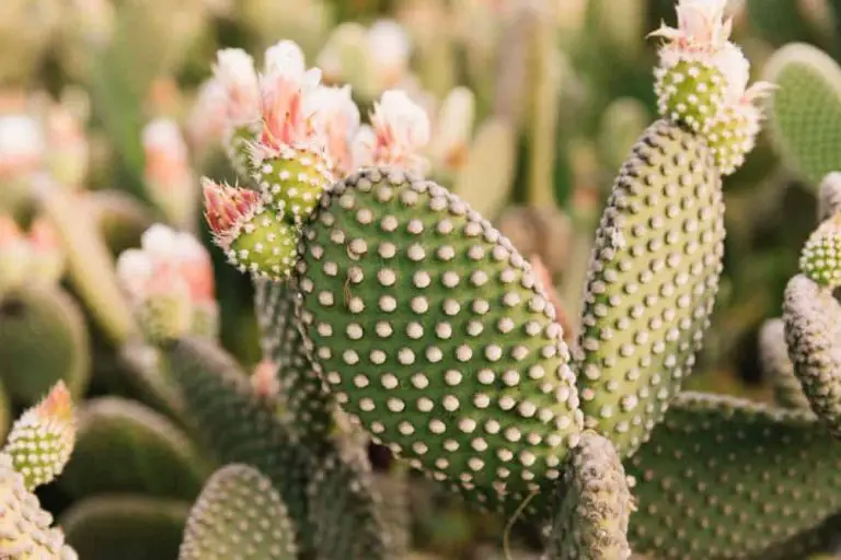 Popular Flowering Succulents (With Pictures)