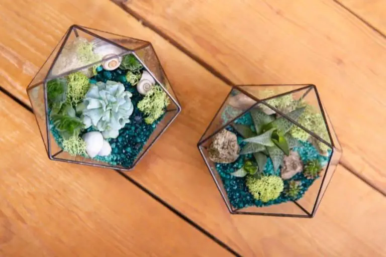 35 Best Succulents for Terrariums
