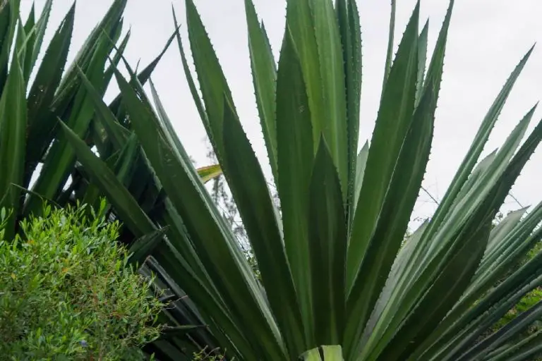 18 Types of Furcraea False Agave Succulents [With Pictures]