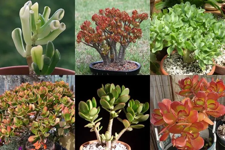 22 Popular Kinds of Jade Plants