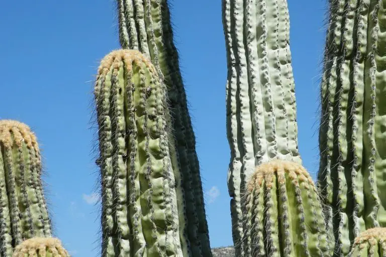 14 Types of Pachycereus Cacti [With Pictures]