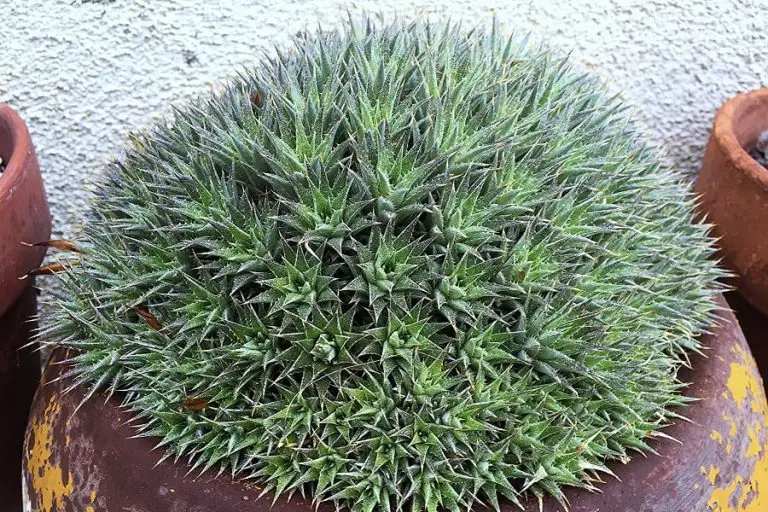 Abromeitiella Brevifolia: Care And Propagation Guide