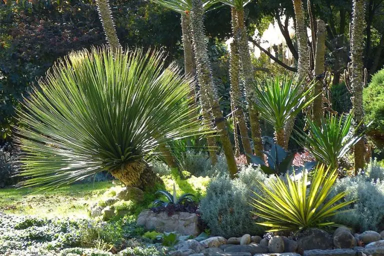 19 Types of Dasylirion Succulents