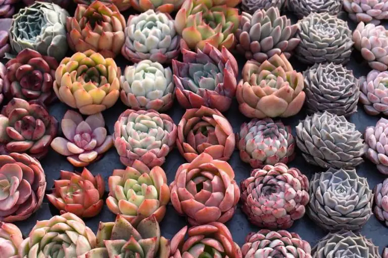 25 Rare Succulents Plants [With Pictures]