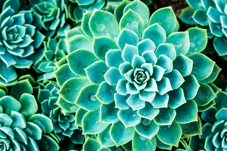 Succulent Tissue Culture – The Way to Save the Endangered Species of Succulents?