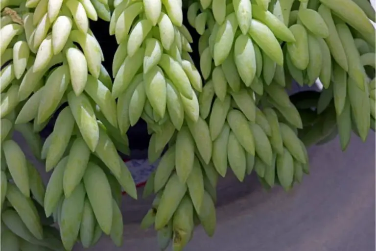 6 Tips for Growing a Donkey Tail Succulent Plant