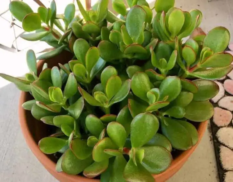 Jade Plant-Crassula Ovata Care, Propagation, Types And More