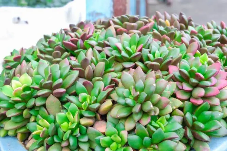 25 Types of Anacampseros Succulents