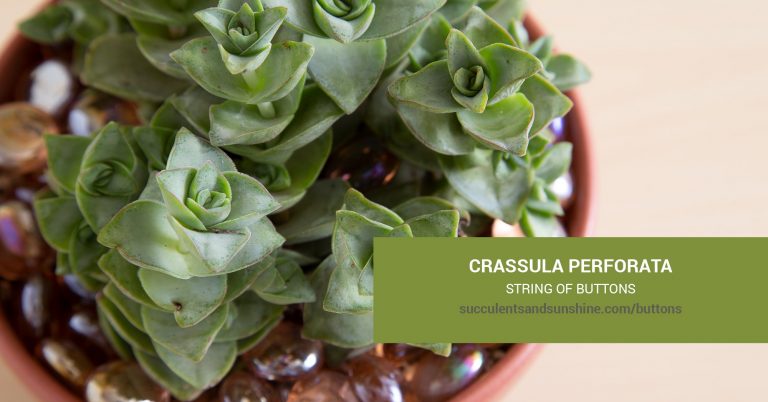 Crassula Perforata ‘String of Buttons’ Care And Propagation