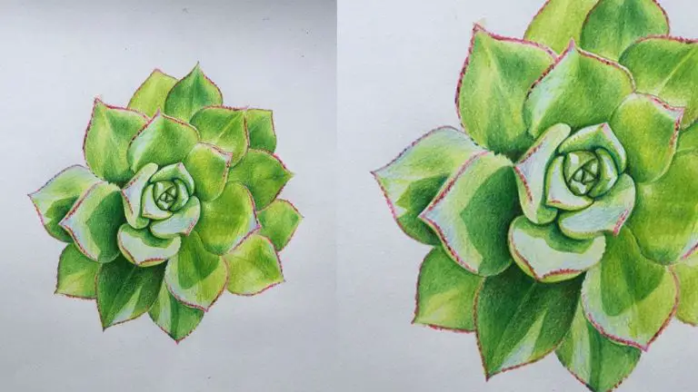 How to Draw a Succulent Step by Step