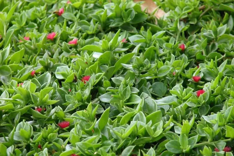 30 Pretty Succulent Ground Cover Plants