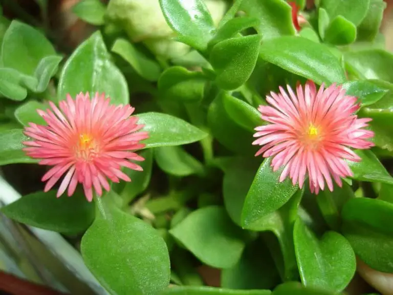 4 Types of Aptenia Succulents [With Pictures]