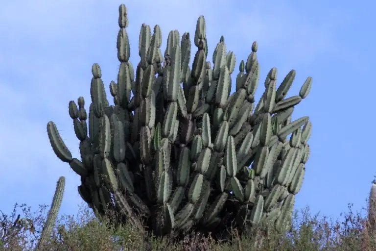 Armatocereus Mataranus: Care And Propagation Guide