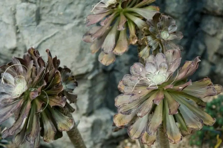 Why Are My Succulents Dying? 9 Causes of Succulent Death