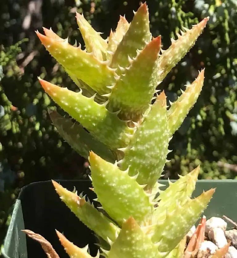 Aloe Zanzibarica: Care And Propagation Guide