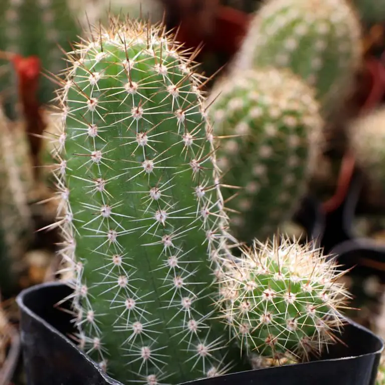 44 Types of Pilosocereus Cacti [With Pictures]