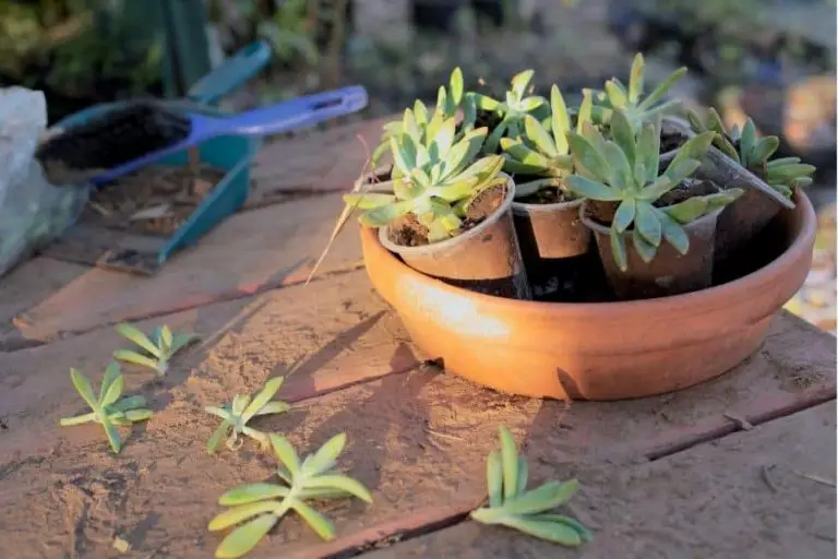 How to Separate Succulents [A Step-By-Step Guide]